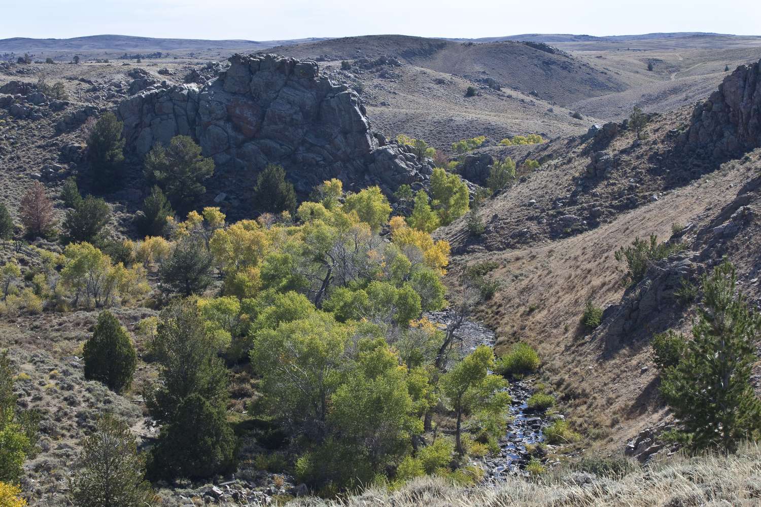 Cottonwoods and a creek at the bottom of the rocky Sweetwater Canyon.