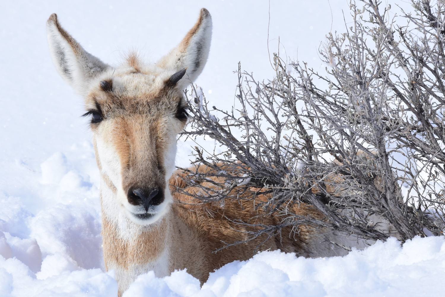 A pronghorn up to its chest in snow beside a sagebrush at the Seedskadee refuge.